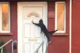 Cats and the Art of Door-Opening